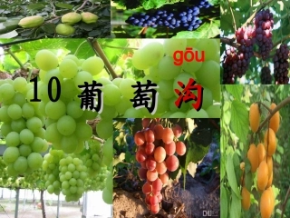 葡萄沟课件采用