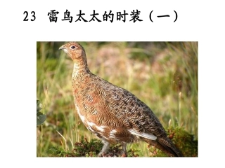 雷鸟太太的时装一