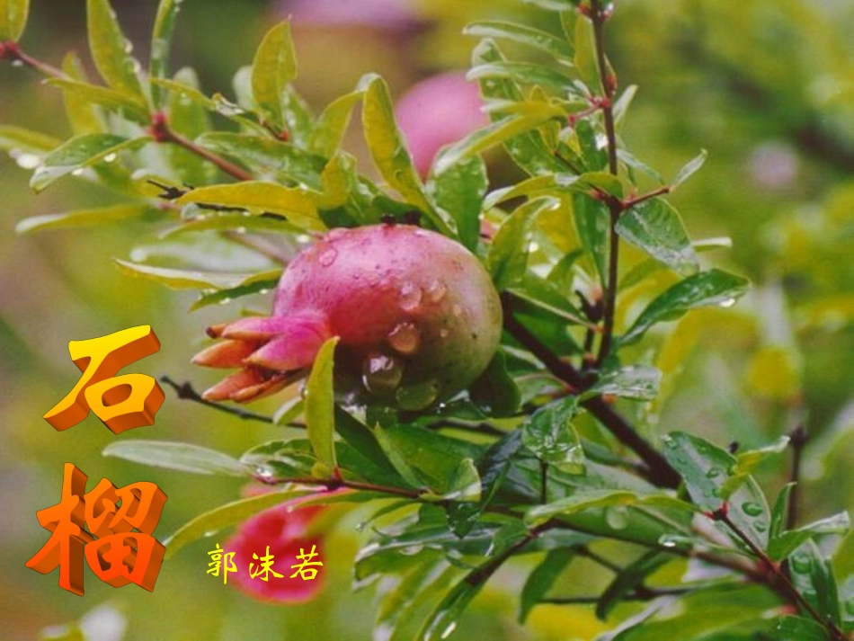 课件模版石榴_第3页