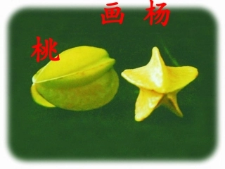《画杨桃》课件 (2)
