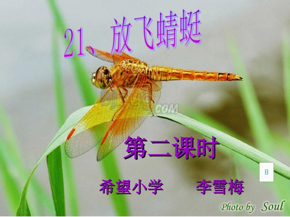放飞蜻蜓第二课时_第1页
