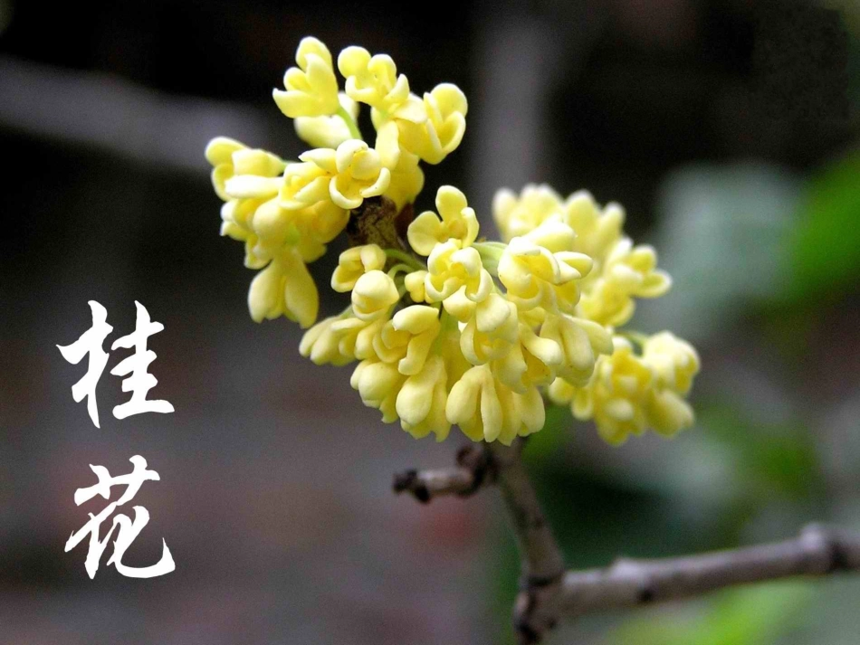 《桂花雨》教学课件_第3页