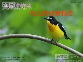 鸟儿侦察报告