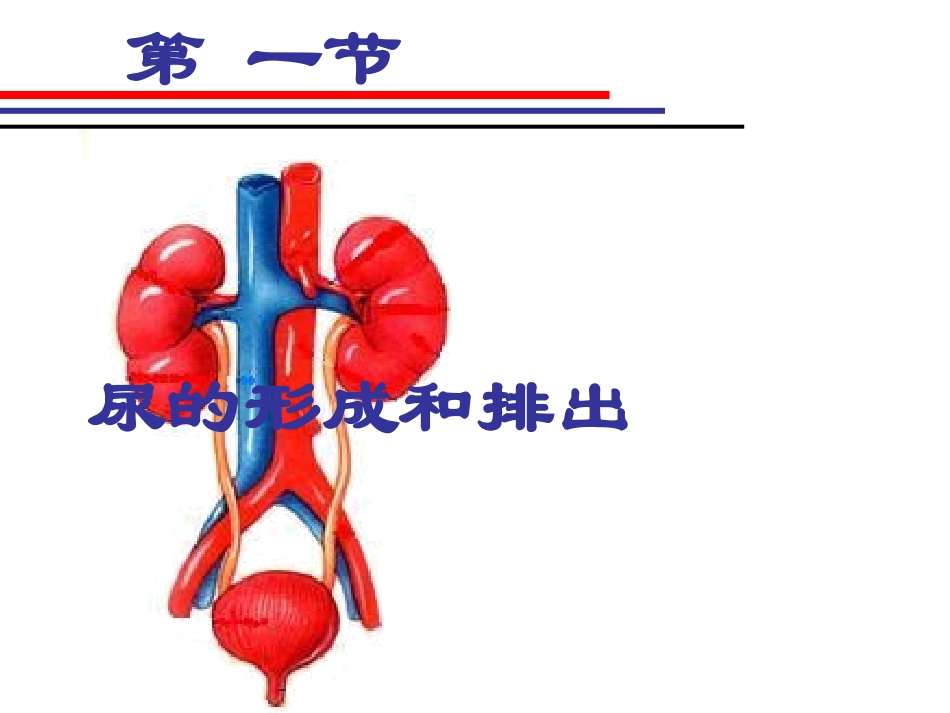 尿的形成和排出 (2)_第1页