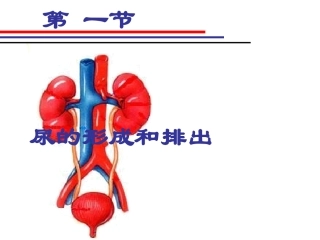 尿的形成和排出 (2)