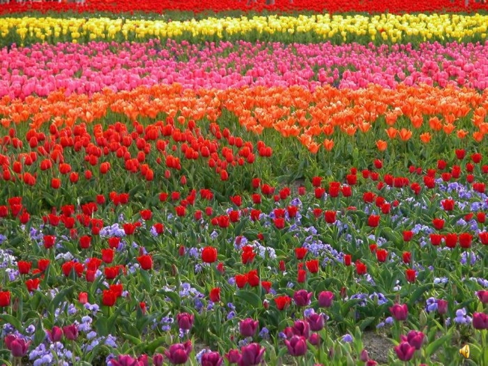 花钟PPT课件_第2页