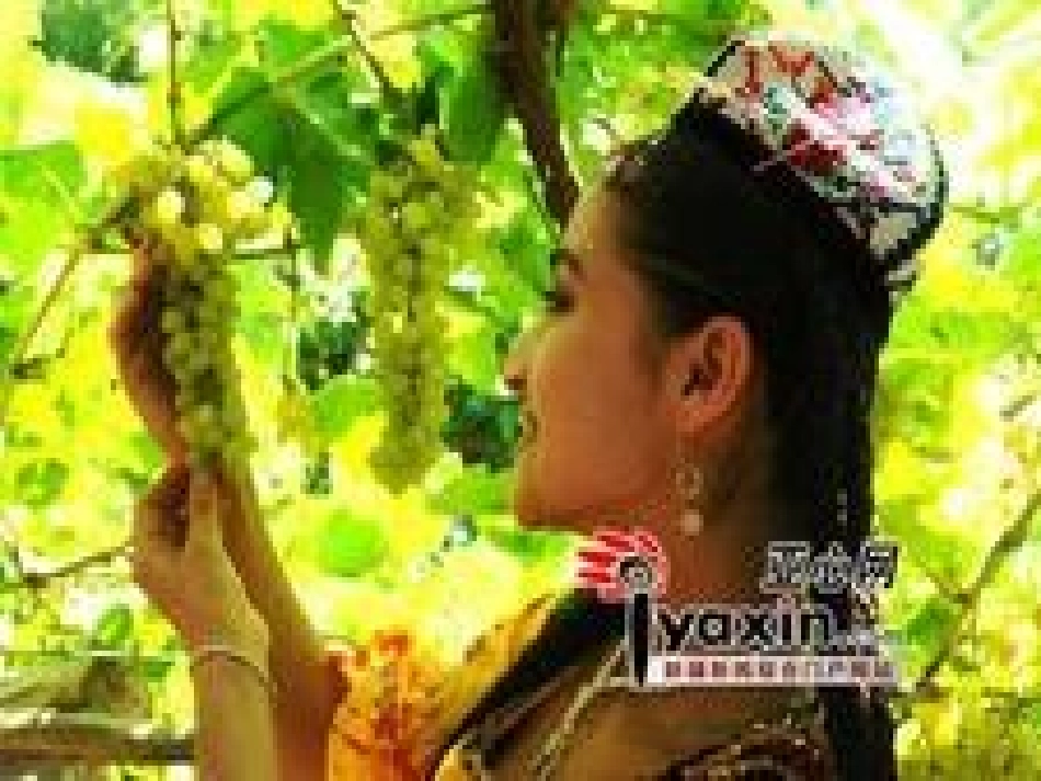 葡萄沟课件123_第3页