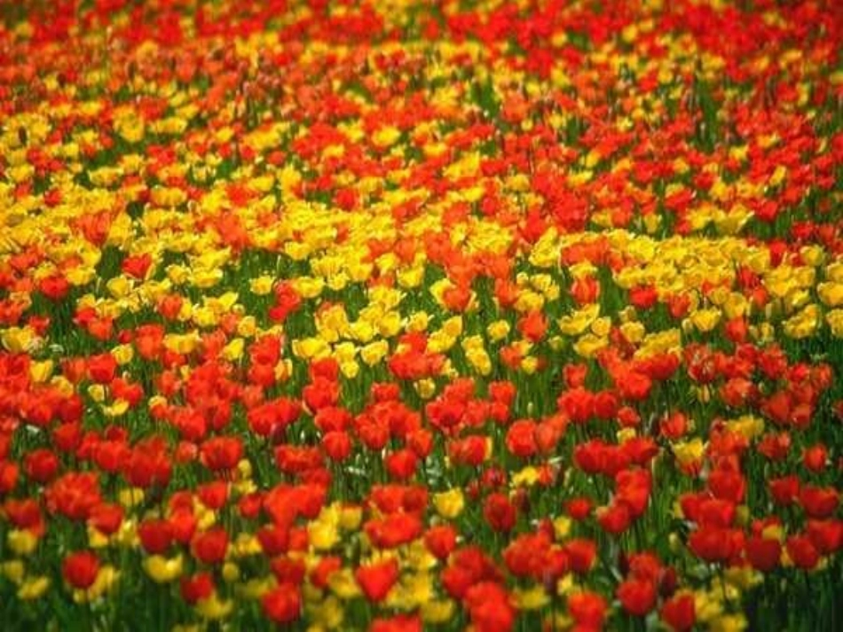 燕子课件 (2)_第2页