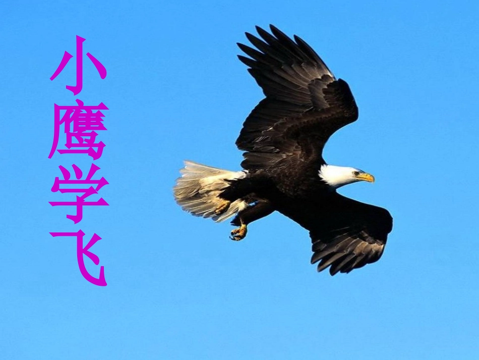 小鹰学飞 (2)_第1页