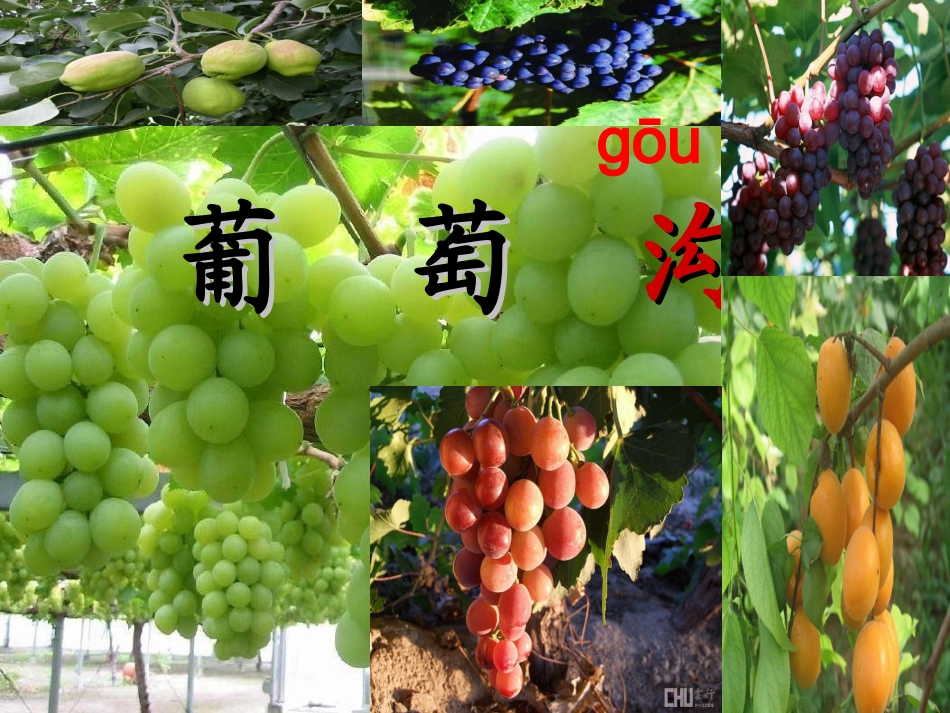 葡萄沟课件 课件_第1页