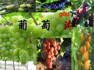 葡萄沟课件 课件