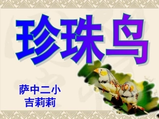 珍珠鸟 (3)