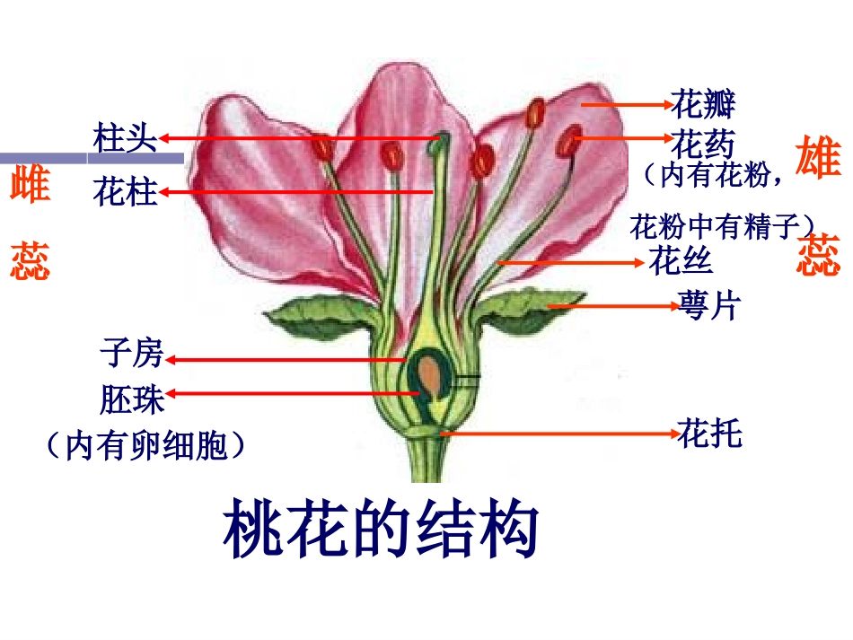 新植物的生殖_PPT_第2页