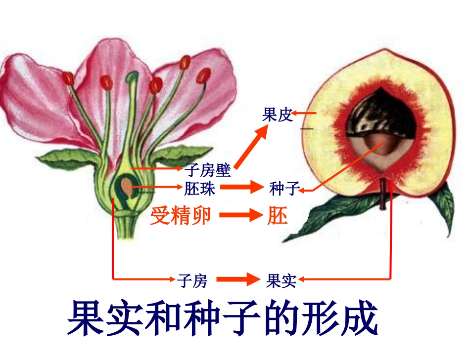 新植物的生殖_PPT_第3页