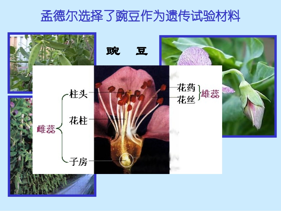 孟德尔的豌豆杂交实验(一)_第3页
