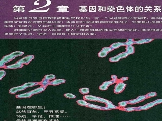 伴性遗传课件