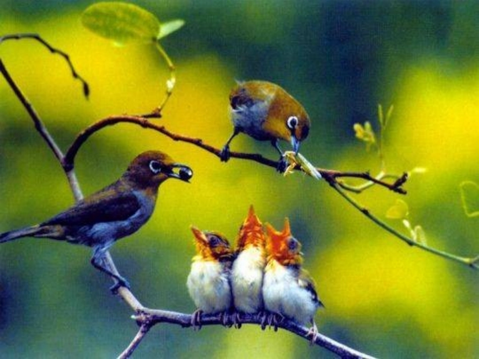 父母的心课件_第1页