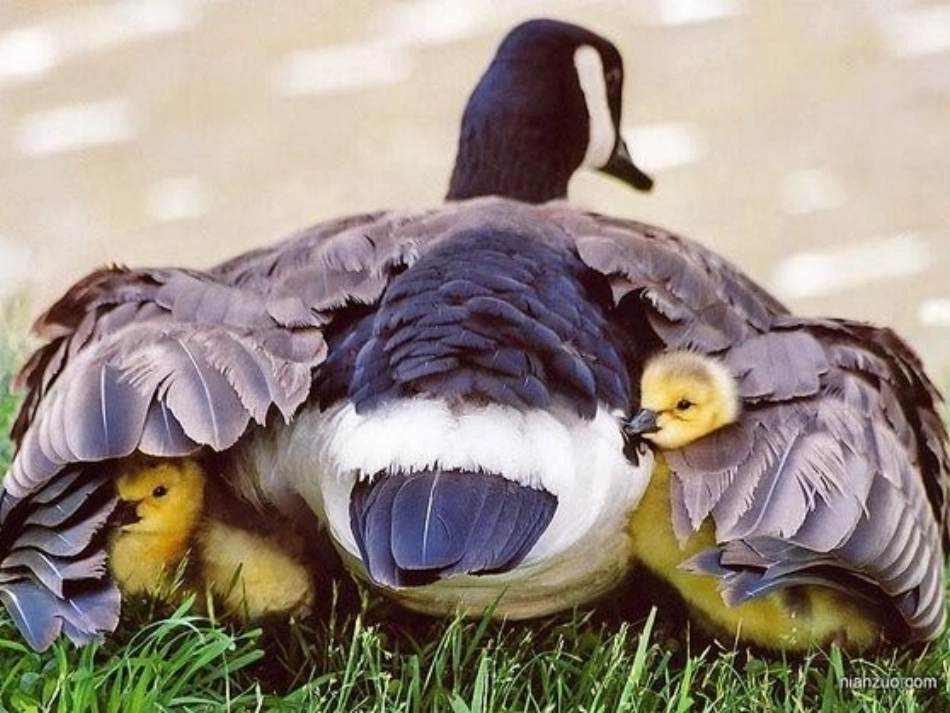 父母的心课件_第2页