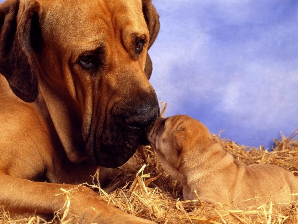 父母的心课件_第3页