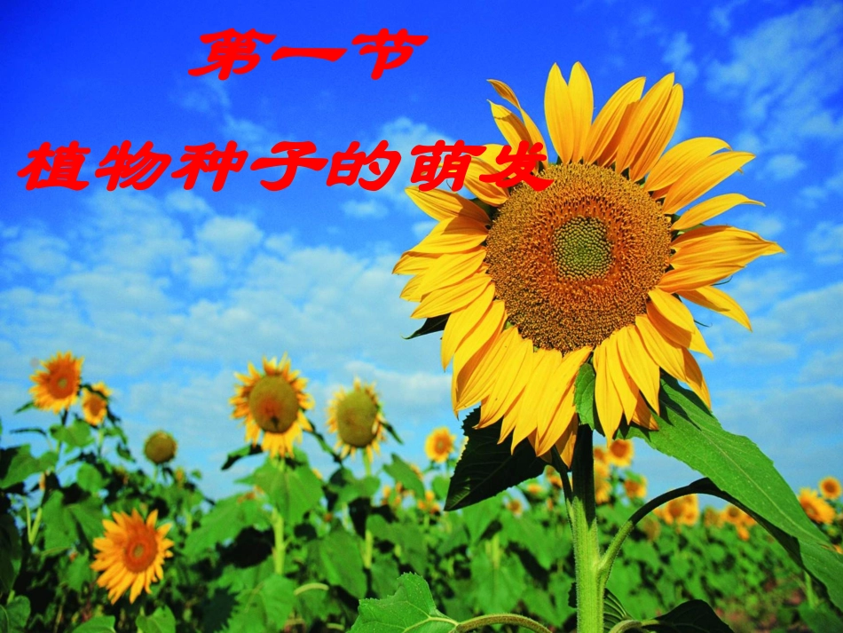 种子的萌发课件_第1页