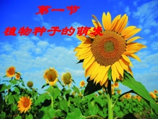 种子的萌发课件