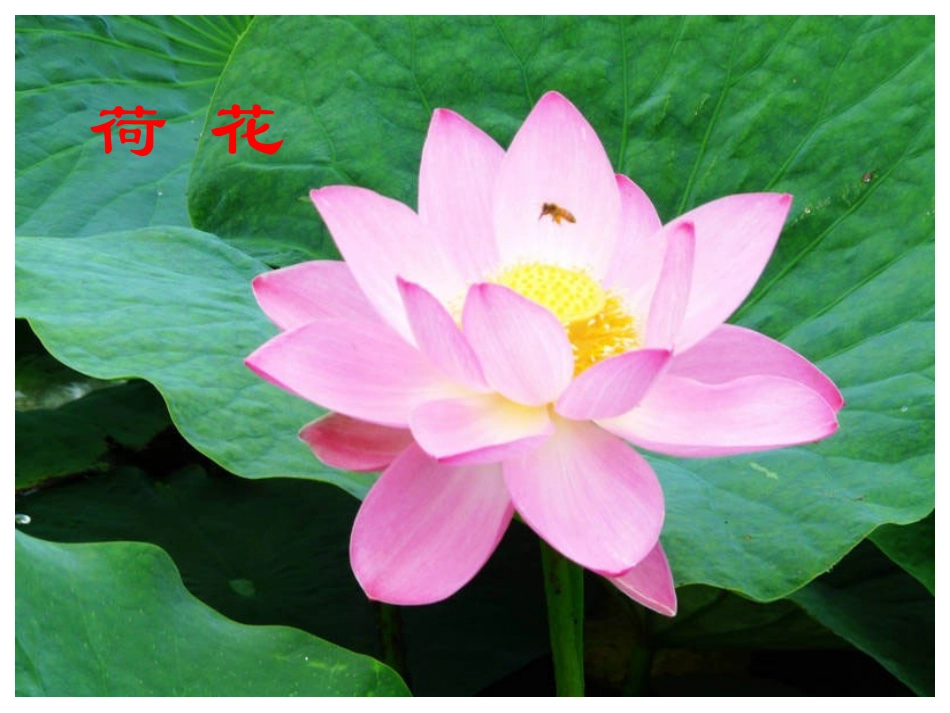 《种一片太阳花_》PPT课件 (2)_第3页