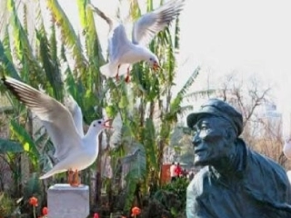 六年级语文上册老人与海鸥课件范县第二小学李敏