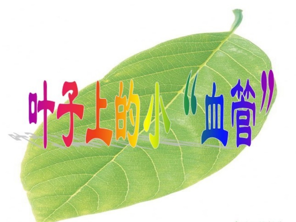 叶子上的小血管_第1页