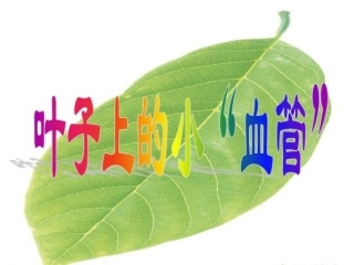 叶子上的小血管