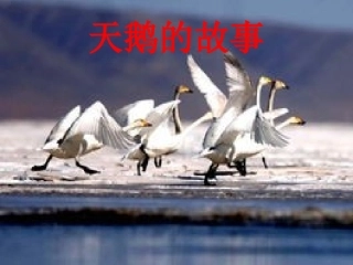《天鹅的故事》