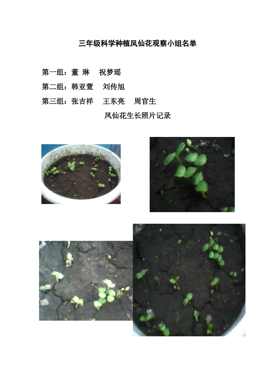 三年级科学种植凤仙花观察记录_第1页