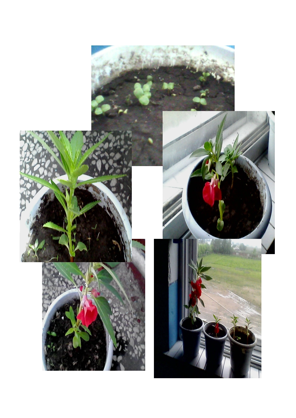 三年级科学种植凤仙花观察记录_第2页