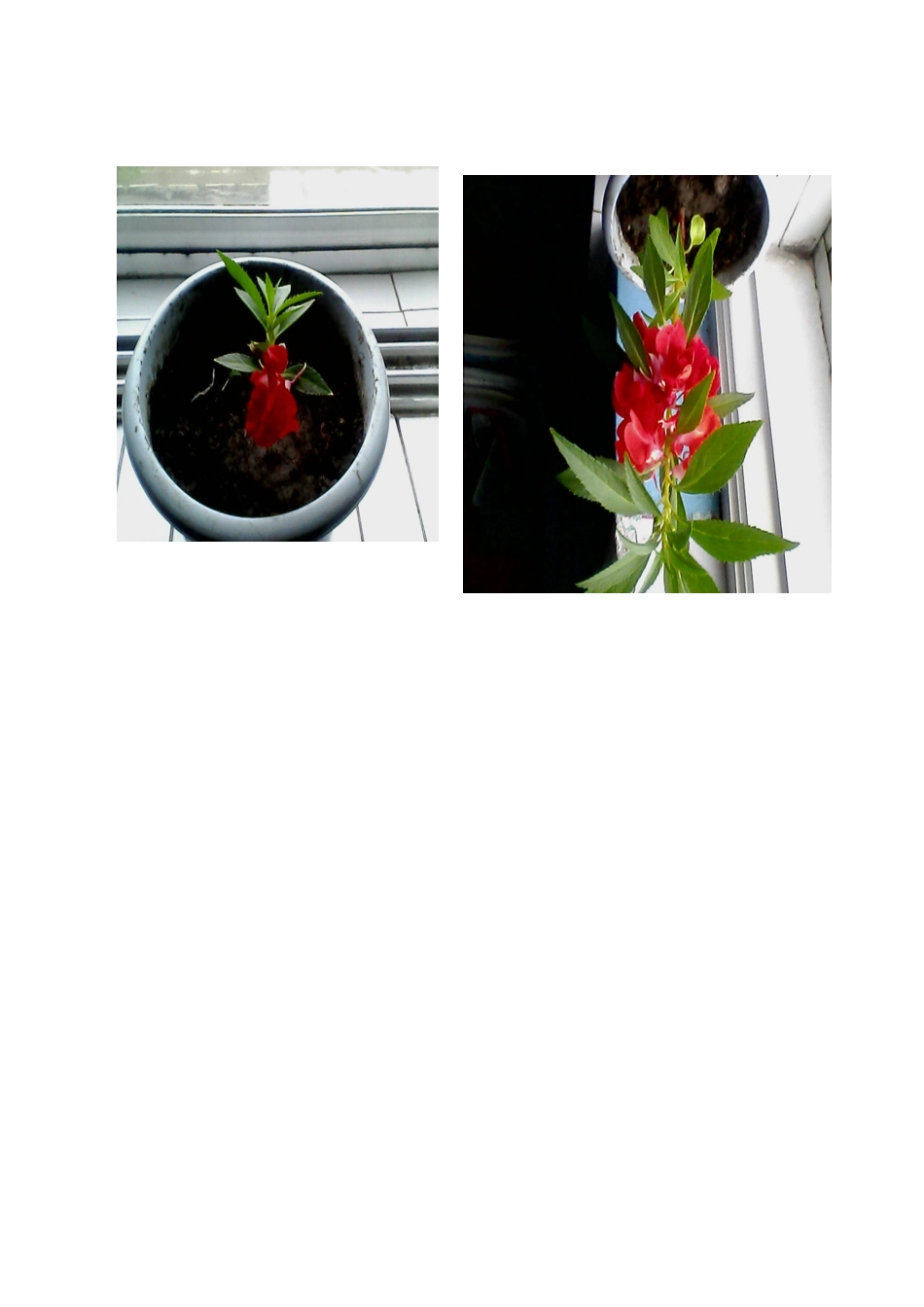 三年级科学种植凤仙花观察记录_第3页