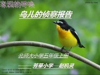 鸟儿的侦察报告 (2)