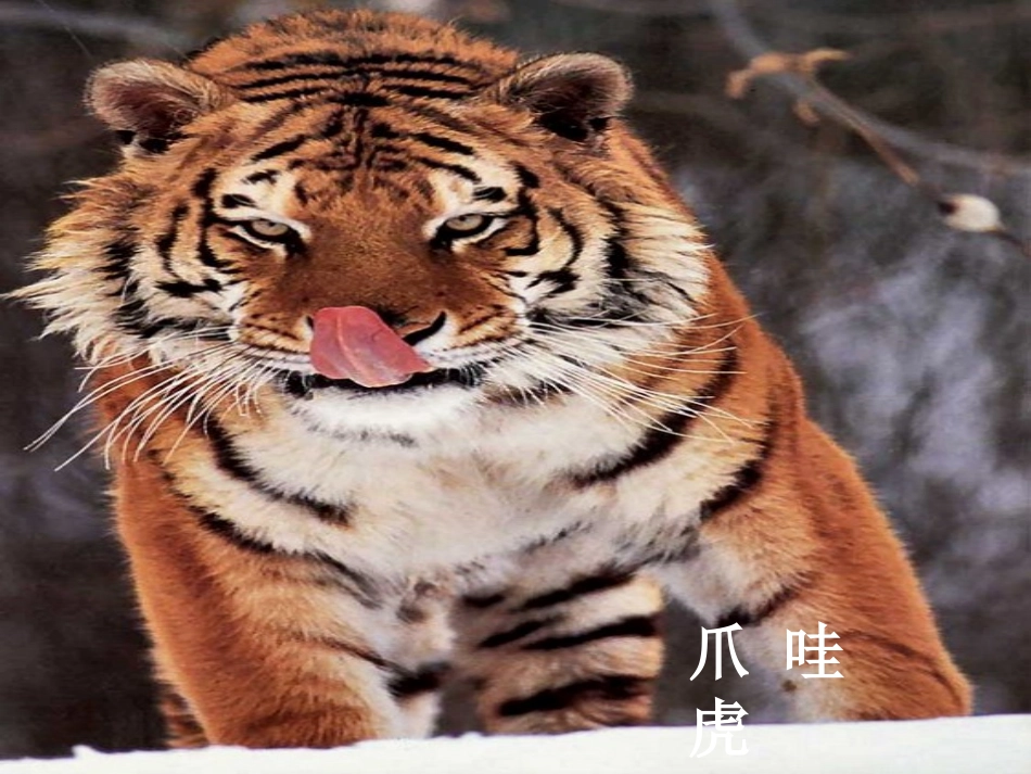 预备班幼儿教育第一课时课件 (2)_第2页