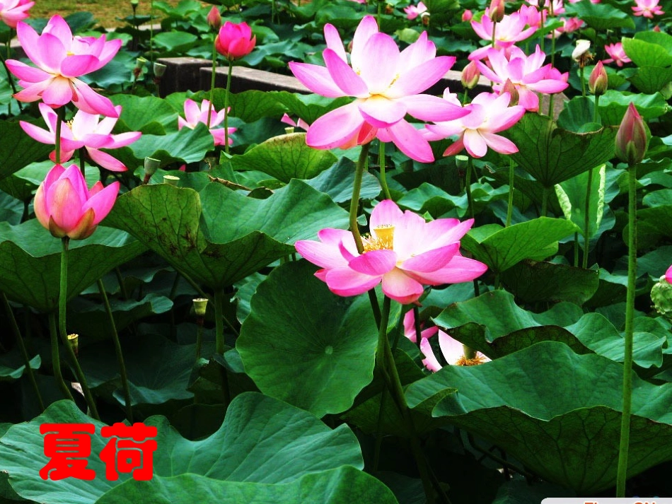 植物妈妈有办法2_第3页