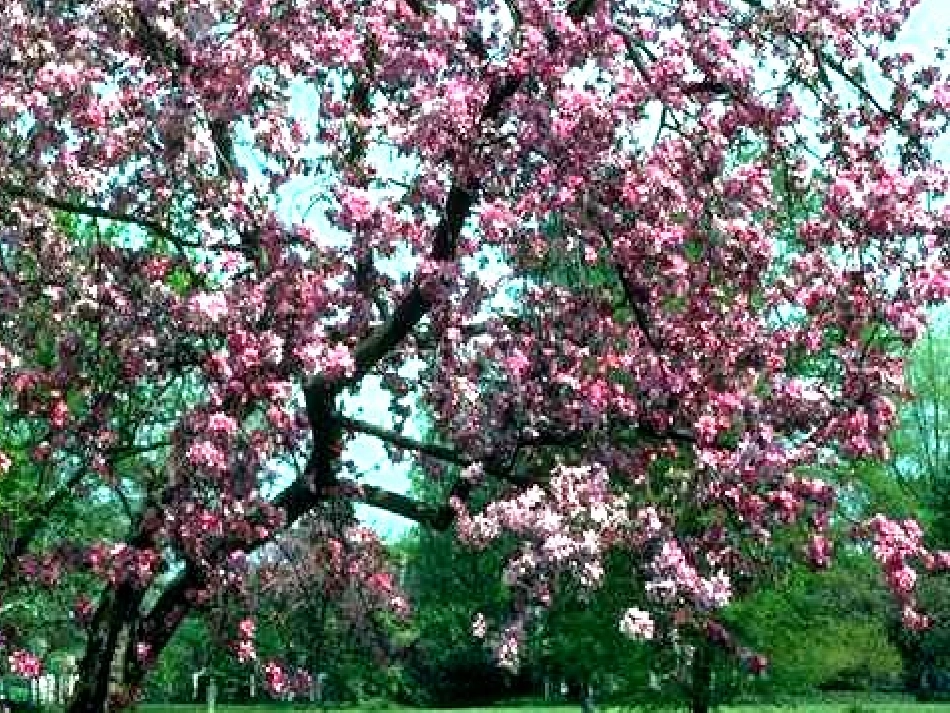 小学一年级美术春天的色彩课件_第3页