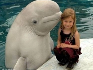 老人与海鸥课件 (3)