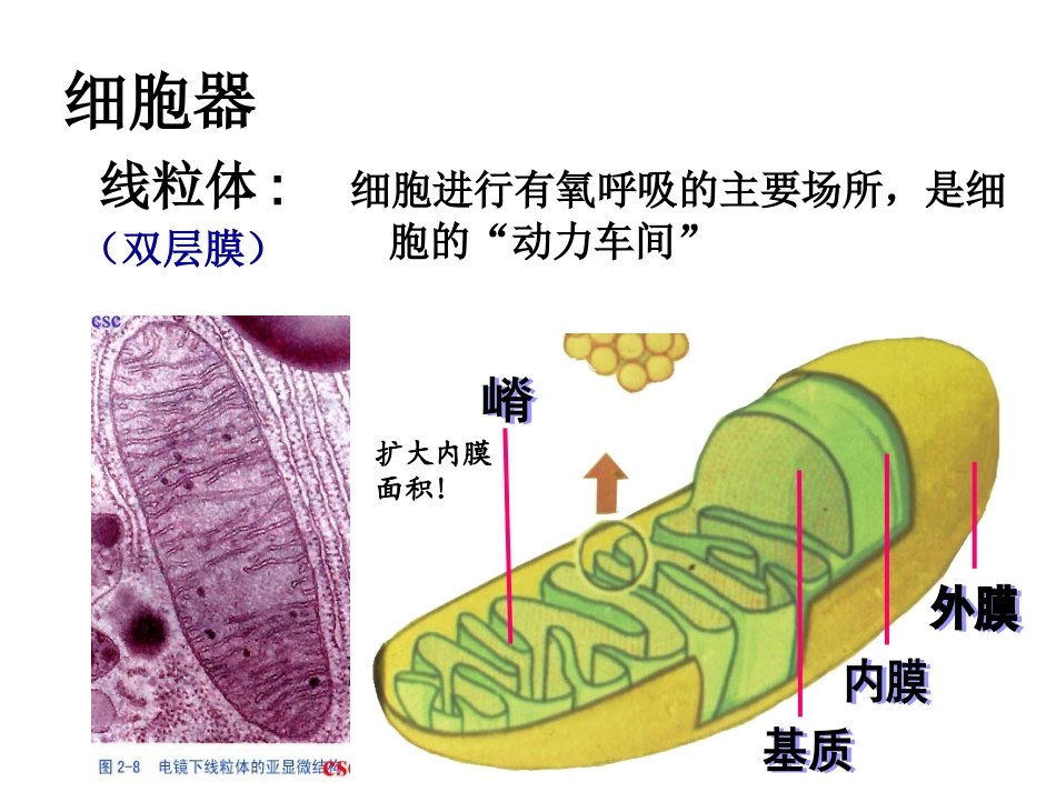 细胞器系统内的分工合作_第3页