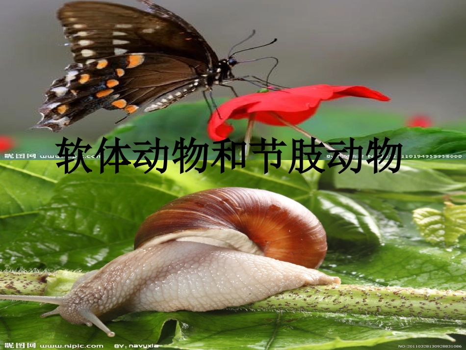 软体动物和节肢动_第1页