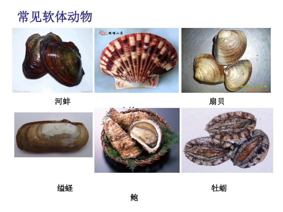 软体动物和节肢动_第2页