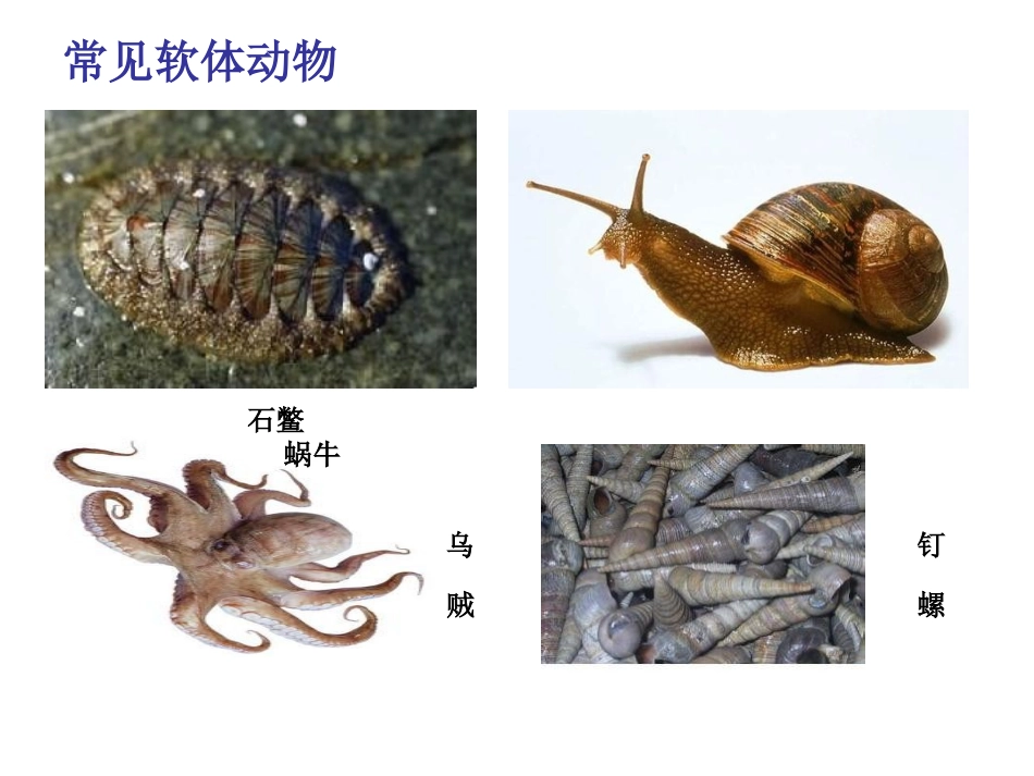 软体动物和节肢动_第3页