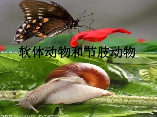 软体动物和节肢动