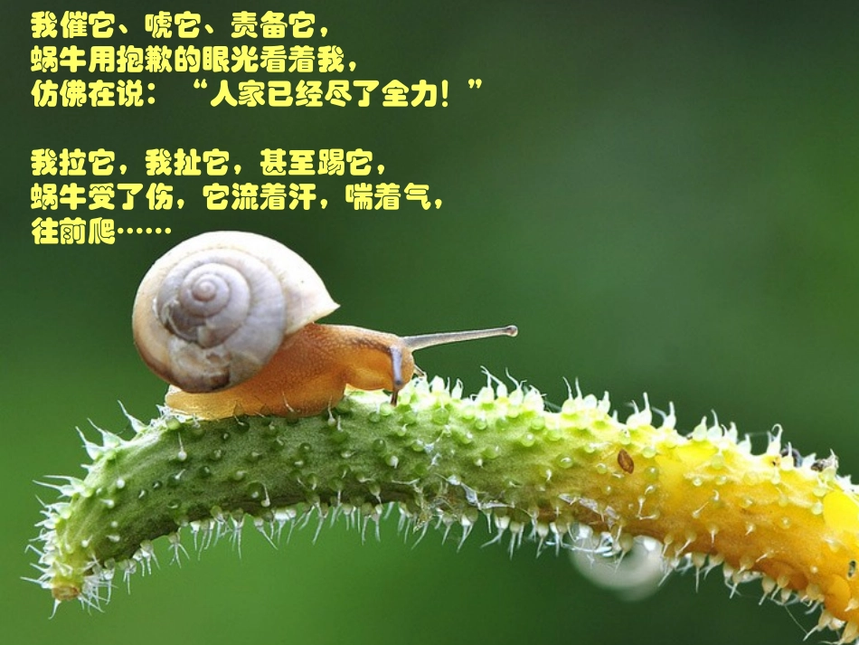 牵一只蜗牛去散步(精彩)_第3页