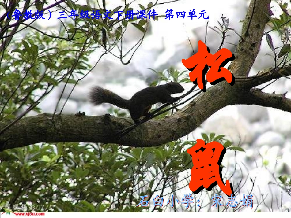 《松鼠》课件宋志娟_第1页