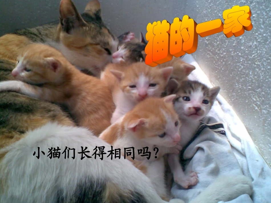 课件：基因控制生物的性状_第1页