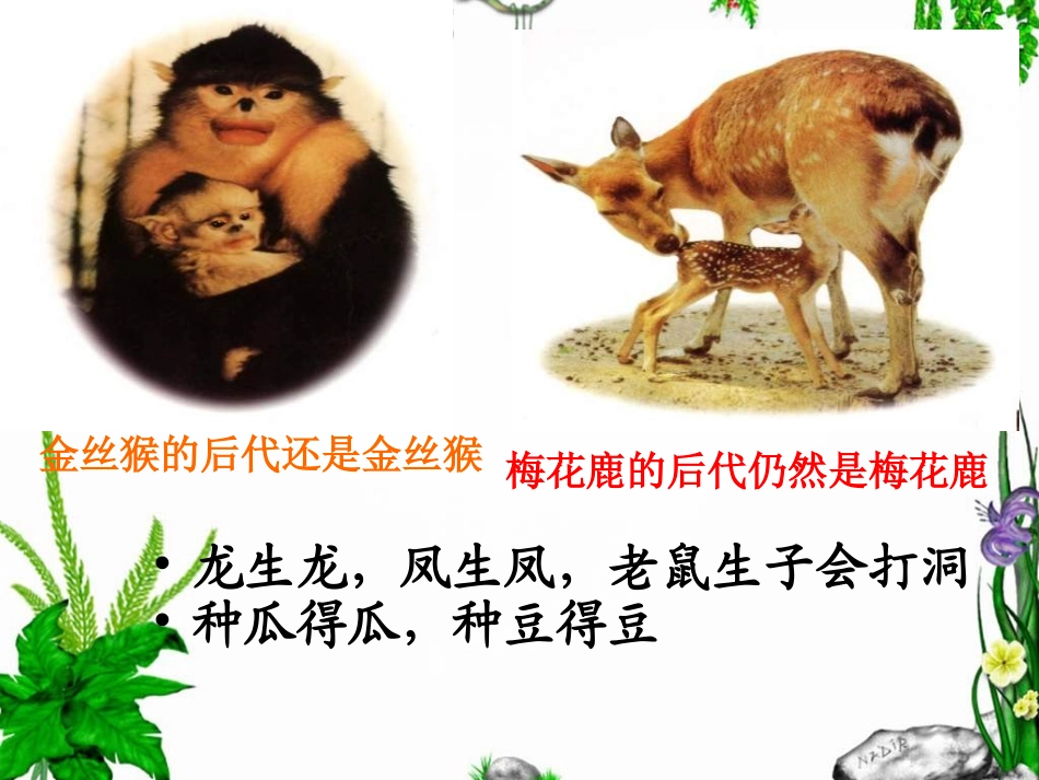课件：基因控制生物的性状_第3页