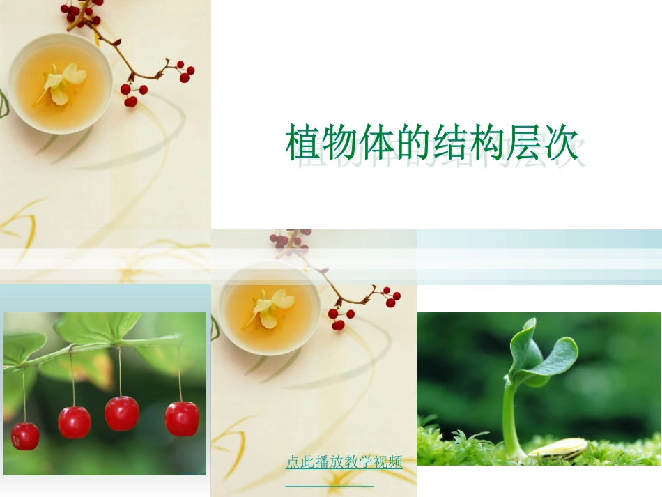 (新人教版)植物体的结构层次 (2)_第1页