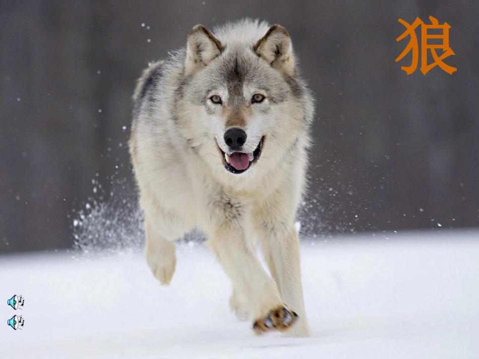 狼的十大处事哲学_第1页