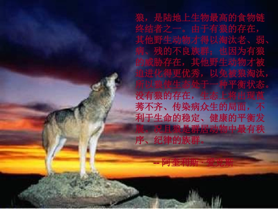 狼的十大处事哲学_第3页